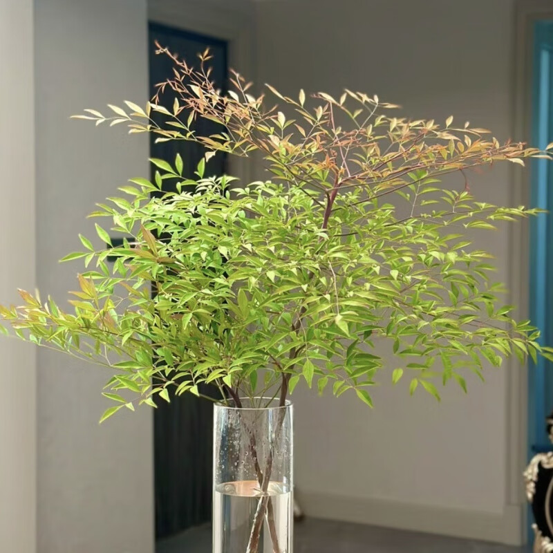 鲜切枝茂盛水养家居植物超长待机绿植客厅 60/80cm南山竹2支鲜切枝