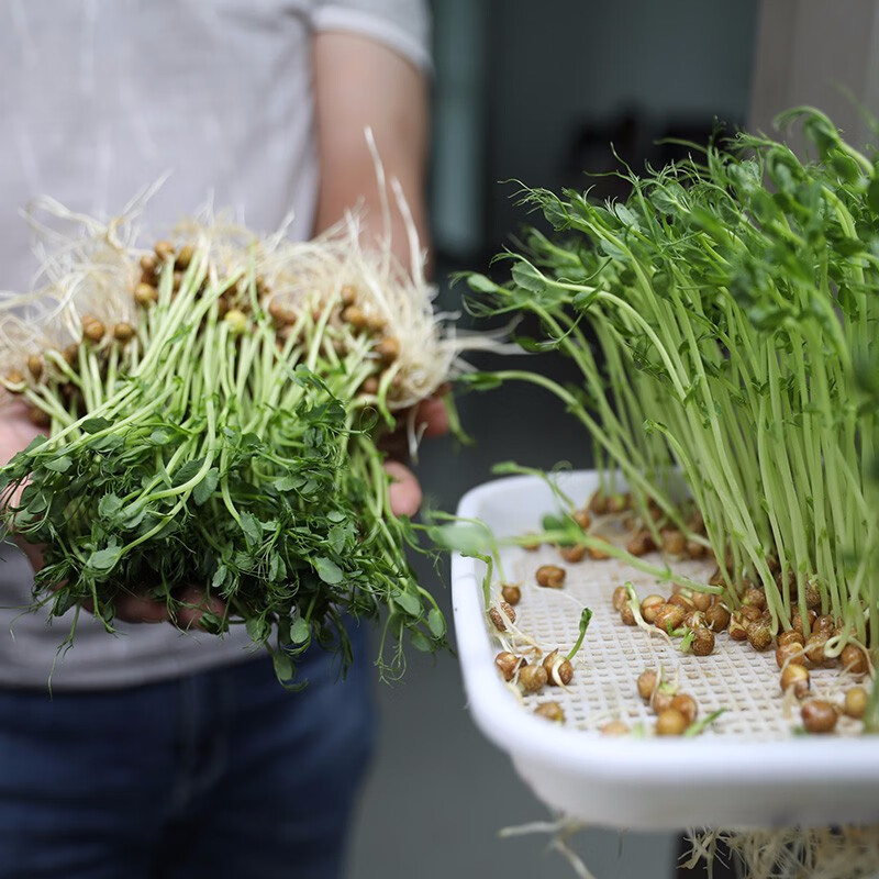 寿禾 豆苗种子豌豆苗春冬季菜芽苗菜种籽蔬菜四季绿豆菜籽 麻豌豆种子
