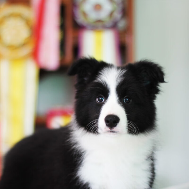 宠乐汇宠乐汇终身保细小犬瘟纯种边境牧羊犬幼犬活体中型犬带ngkc芯片