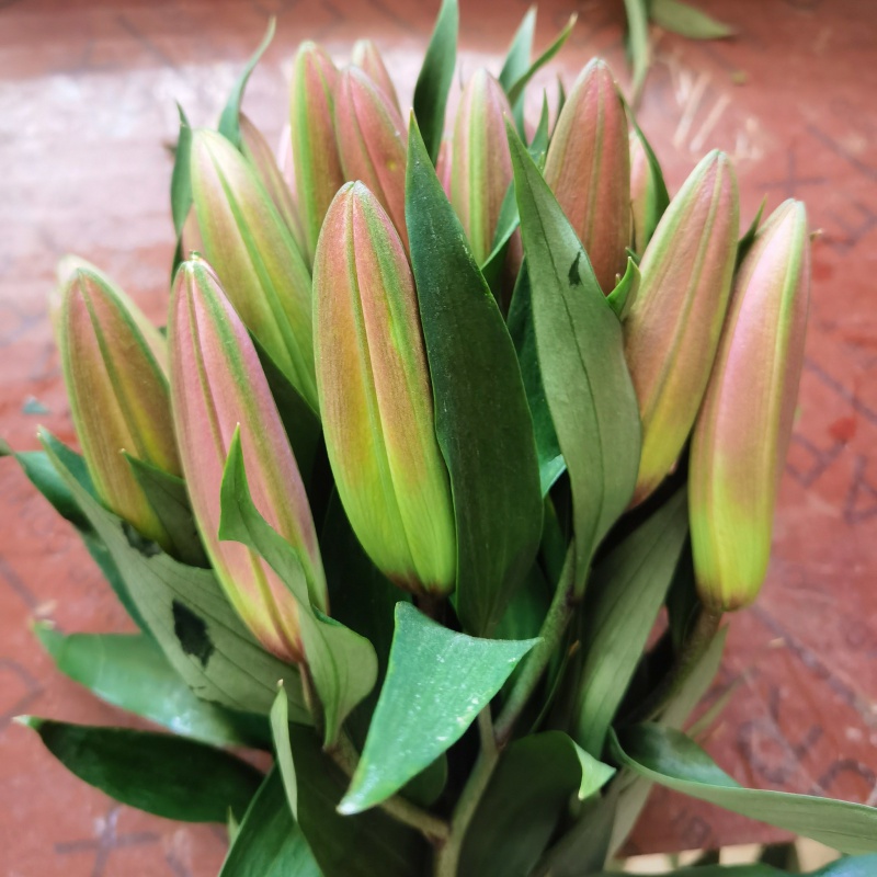 云南昆明基地直发节日水养鲜花花束香水百合生活鲜花花材 罗宾百合10