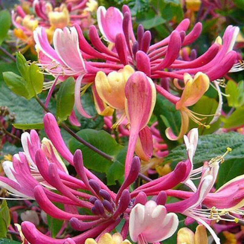 彩金金银花【金金有味】 2年苗