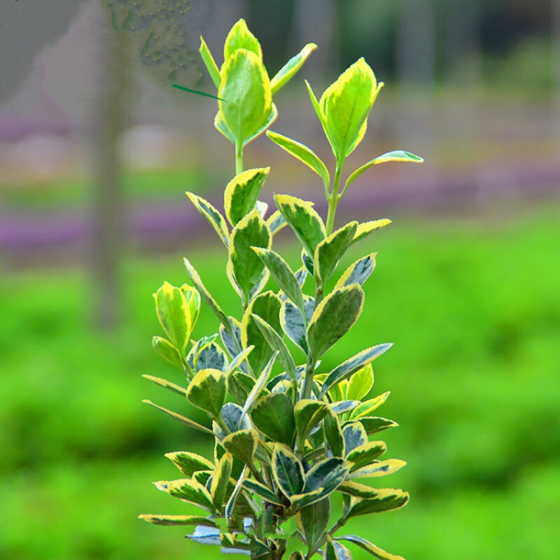 花无涯(huawuya)小叶黄杨批发冬青苗庭院珊瑚树小苗 北海道黄杨苗