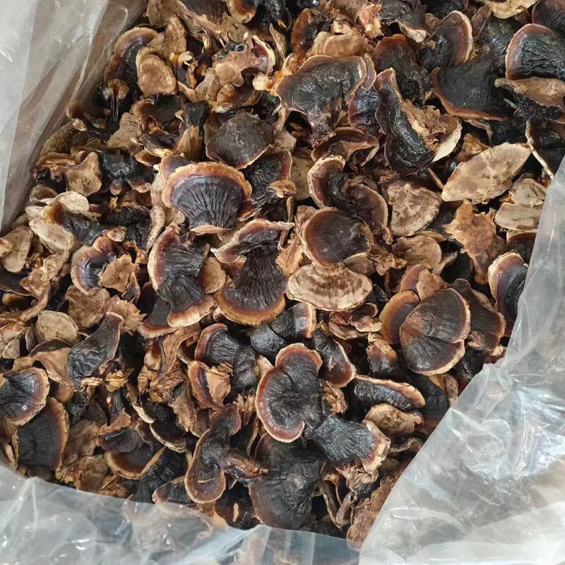 长白山野生金边灵芝小个灵芝整朵赤灵芝林芝菌香不苦灵芝特产包邮 100