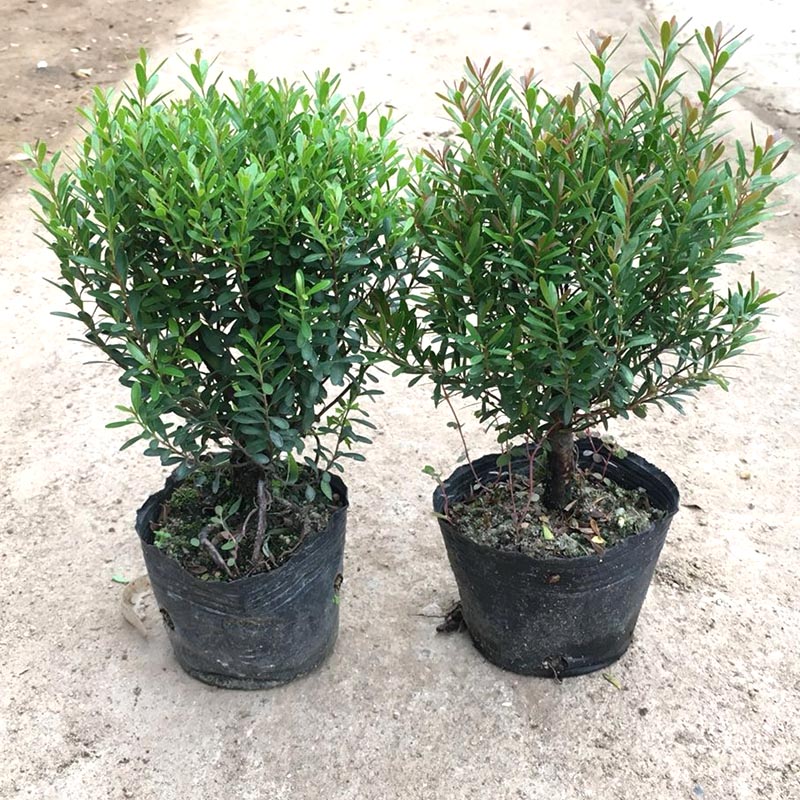 小叶赤楠盆栽红芽微型盆景室内外办公室客厅耐寒树桩植物四季常青 25