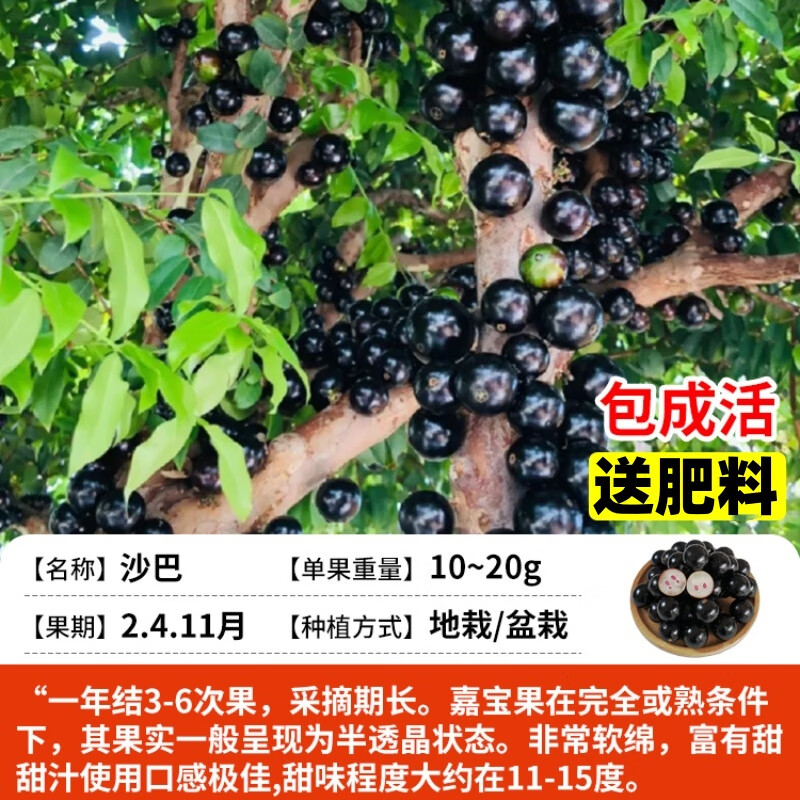 娅皙树葡萄嘉宝果苗树大加宝果树四季加多宝树苗南方北方种植庭院盆栽