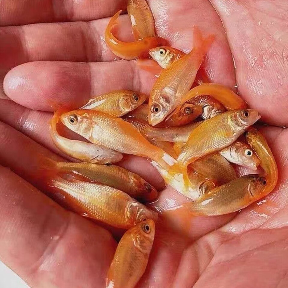 穗桓秋颖观赏精品大红鲤鱼荷包红鲤鱼兴国红鲤鱼可观赏淡水养殖鱼