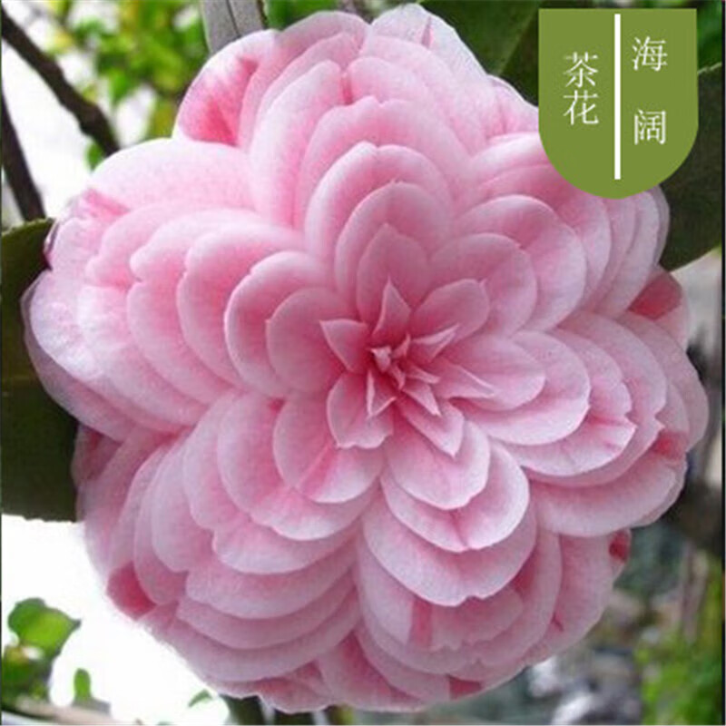 垣栀拾爱蓝色妖姬盆栽山茶花树苗盆栽花卉植物室内好养四季耐 海阔4年