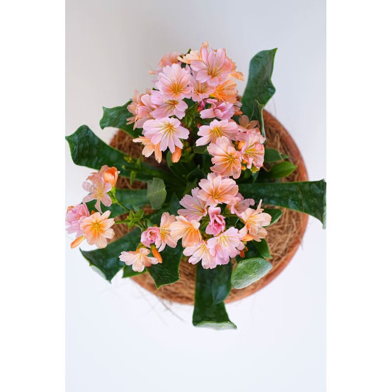 露薇花盆栽带花发货 露微花花苗 室内阳台客厅开花耐寒 橘色简易塑料