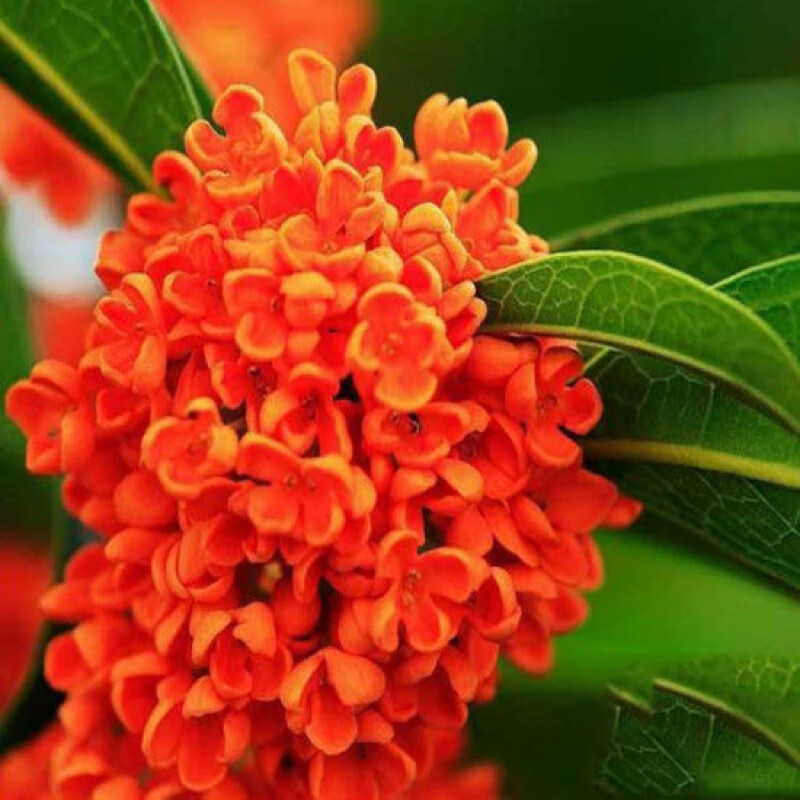 网络花卉商品历史价格查询|花卉价格走势图