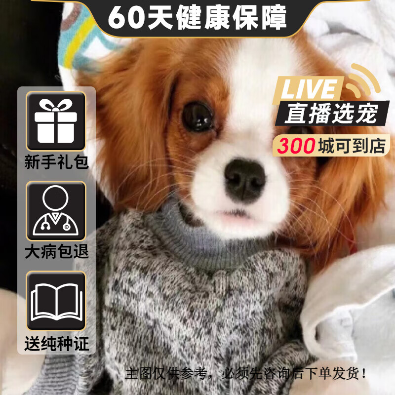 旺狗财猫查理王小猎犬幼犬活体纯种宠物狗狗查理王小猎犬活体 宠物级