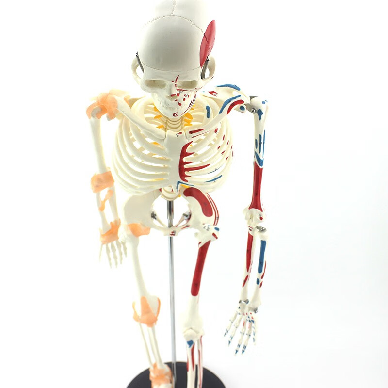 ENOVO颐诺85CM 可弯曲人体骨骼肌肉起止点韧带模型成人骨骼模型骨架人体模型 骷髅教学模型全身瑜