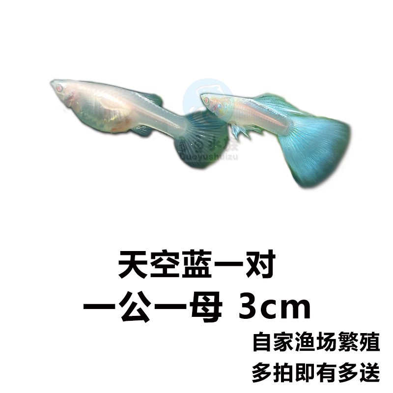 孔雀鱼活体纯种更新孕母临产观赏鱼易活金鱼小型胎生热带淡水好养 天空蓝一对