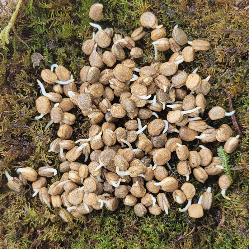 细辛催芽人参种子盆栽带芽长白山人参苗红参野山西洋参种苗中药材种植