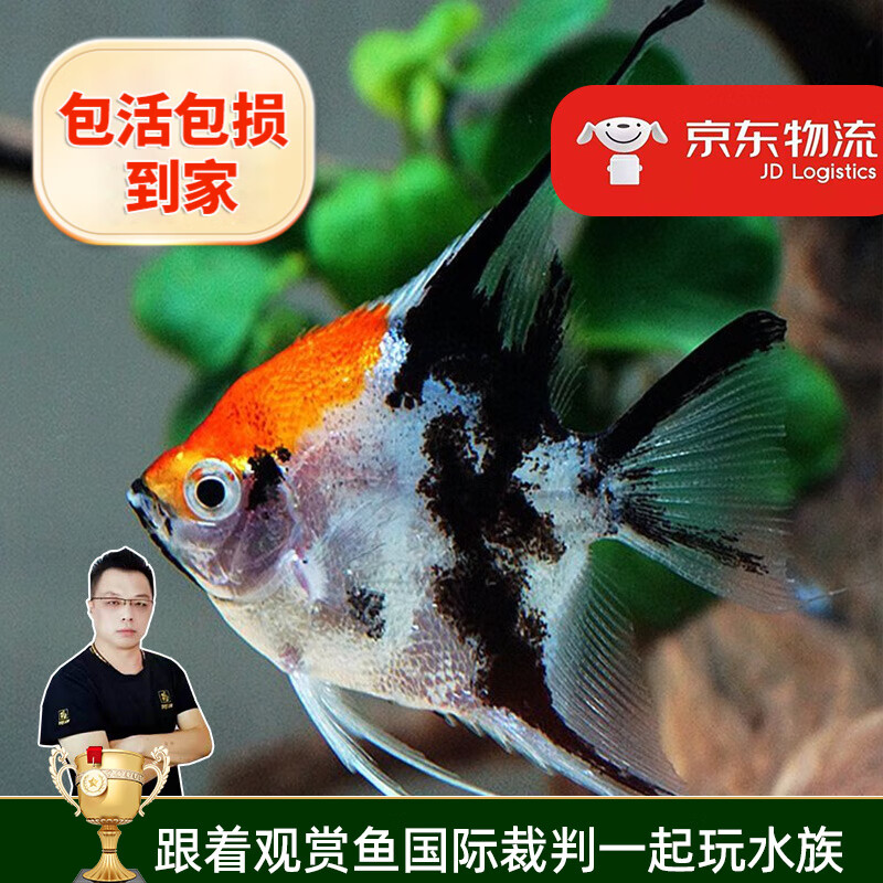 七彩神仙鱼热带鱼秘鲁神仙中型热带鱼观赏水族活体套餐 红头三色2条