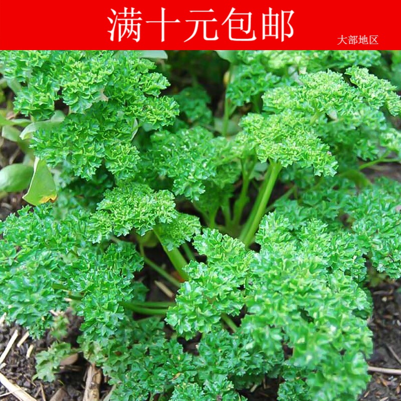 蔬菜种子欧洲香芹种子欧芹种子法国香菜荷兰芹20粒