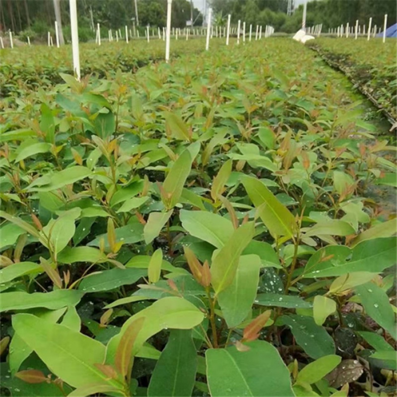 速生桉  正宗广29树苗 快速生经济林苗 3229 广9 广1 正宗广1(白皮