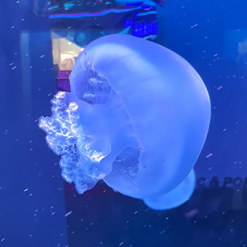 炮弹水母 蓝色 (现货)