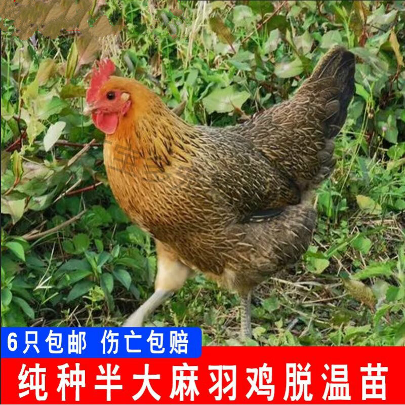 绿壳麻羽鸡简历图片