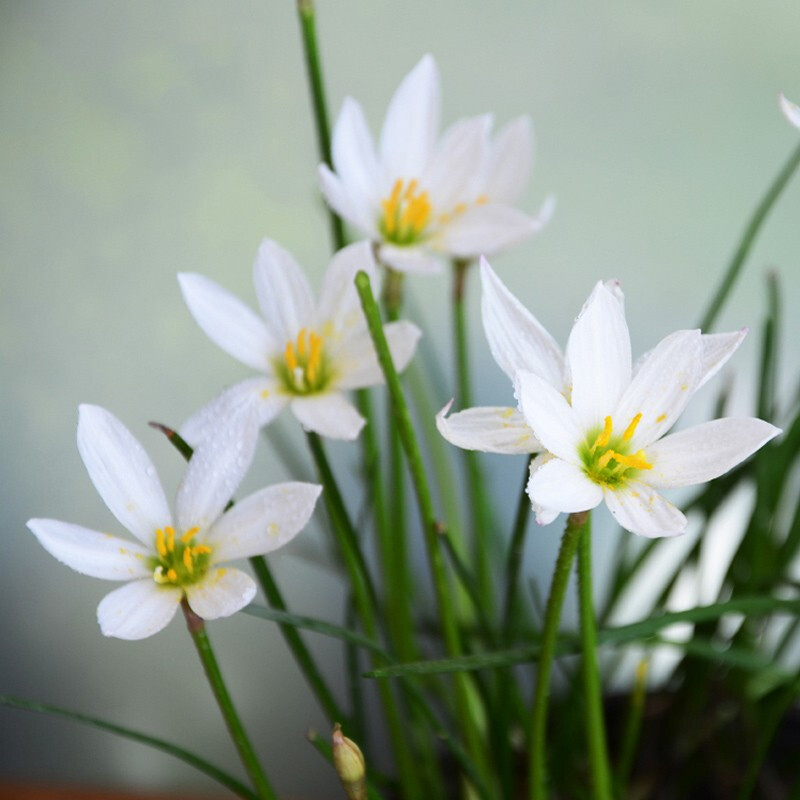 葱兰白花 葱莲种根多年生庭院公园盆栽花草户外易种花卉葱兰种球 葱兰