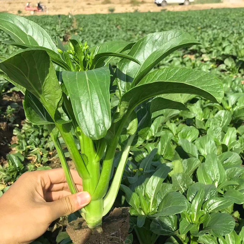 寿禾宁夏菜心种子油青甜菜心 尖叶油青甜菜心种子 20g宁夏专用