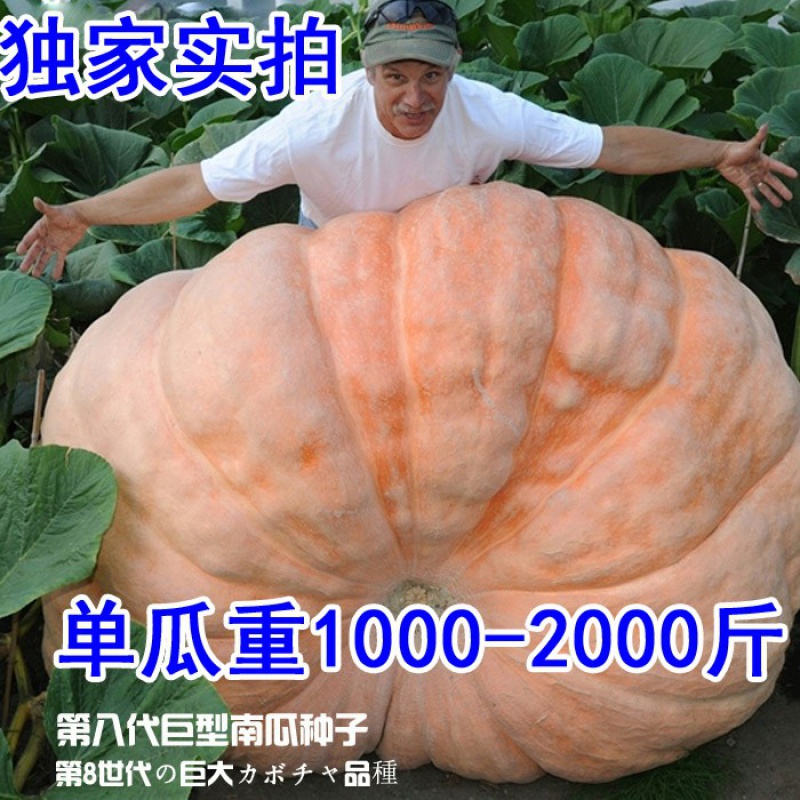 春枝韵美国进口世界特大蔬菜巨型大南瓜种子 10粒 进口巨南瓜1280斤10