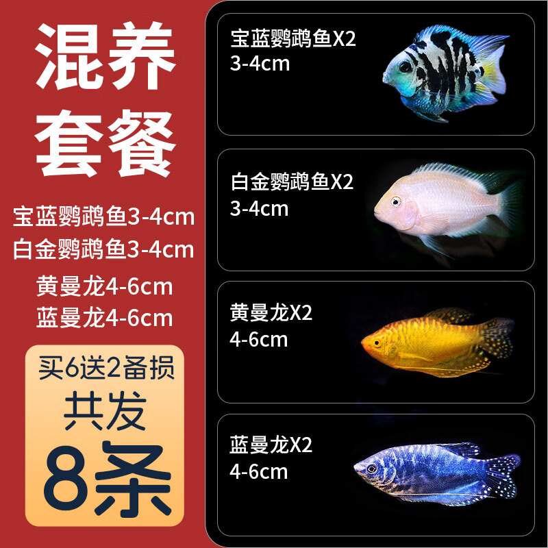 plant迷你鹦鹉鱼观赏鱼热带鱼小型淡水耐活冷水可繁殖小金鱼苗 混养