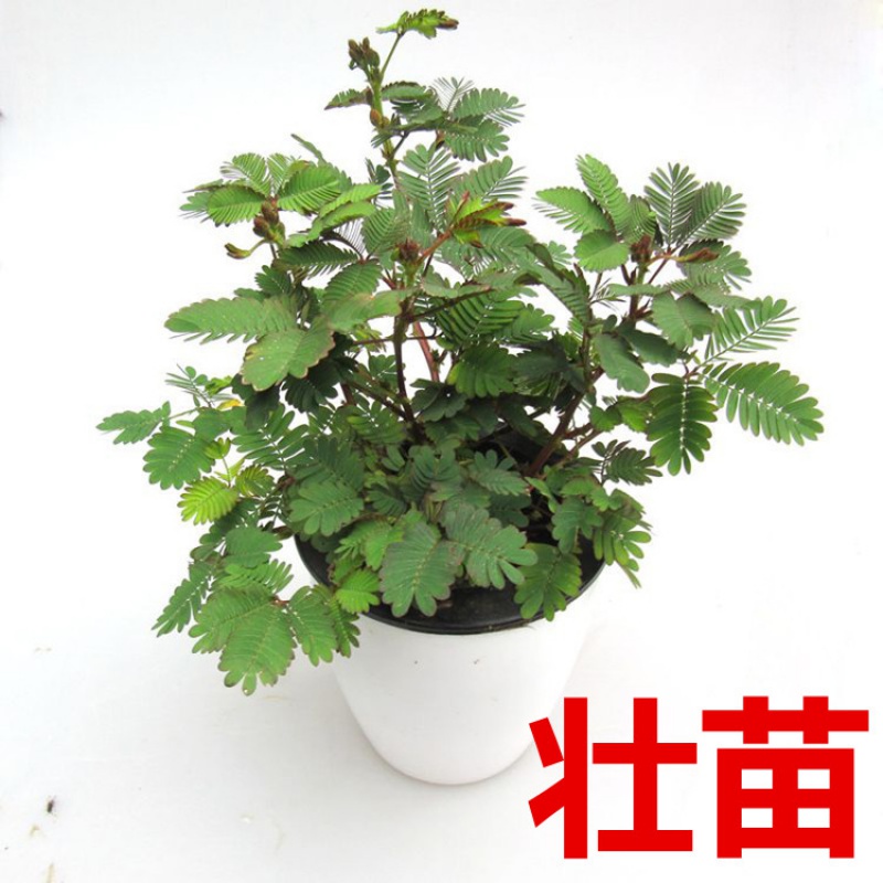 含羞草盆栽    含羞草盆栽苗办公室内桌面老桩窗台水培儿童趣味小植物