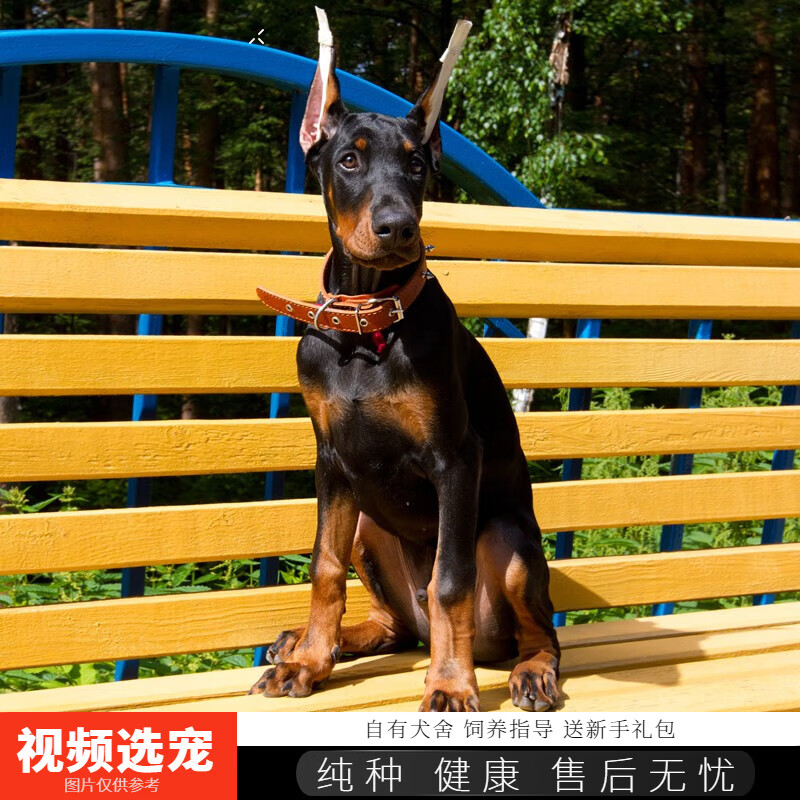 伊宠杜宾犬 幼犬纯种宠物狗狗活体小狗活物幼崽 血统级 公