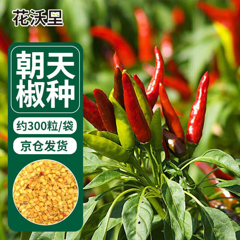 花沃里朝天椒种子约300粒/袋 蔬菜种子红辣椒家庭阳台盆栽/庭院/田间使用感如何?