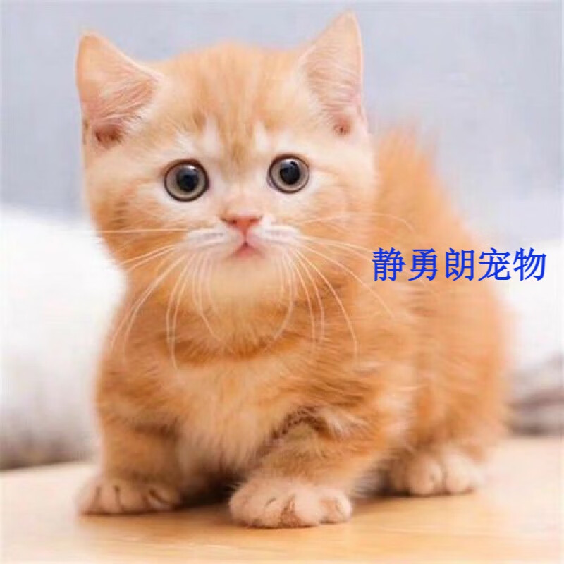 狸猫狸花猫猫咪幼崽奶牛猫土猫小猫家猫咪活体 田园级 金丝虎 橘猫