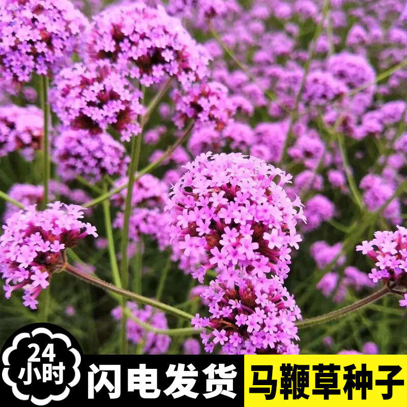 山谷里的居民 柳叶马鞭草种子紫色多年生宿根花卉景观花海工程耐寒四