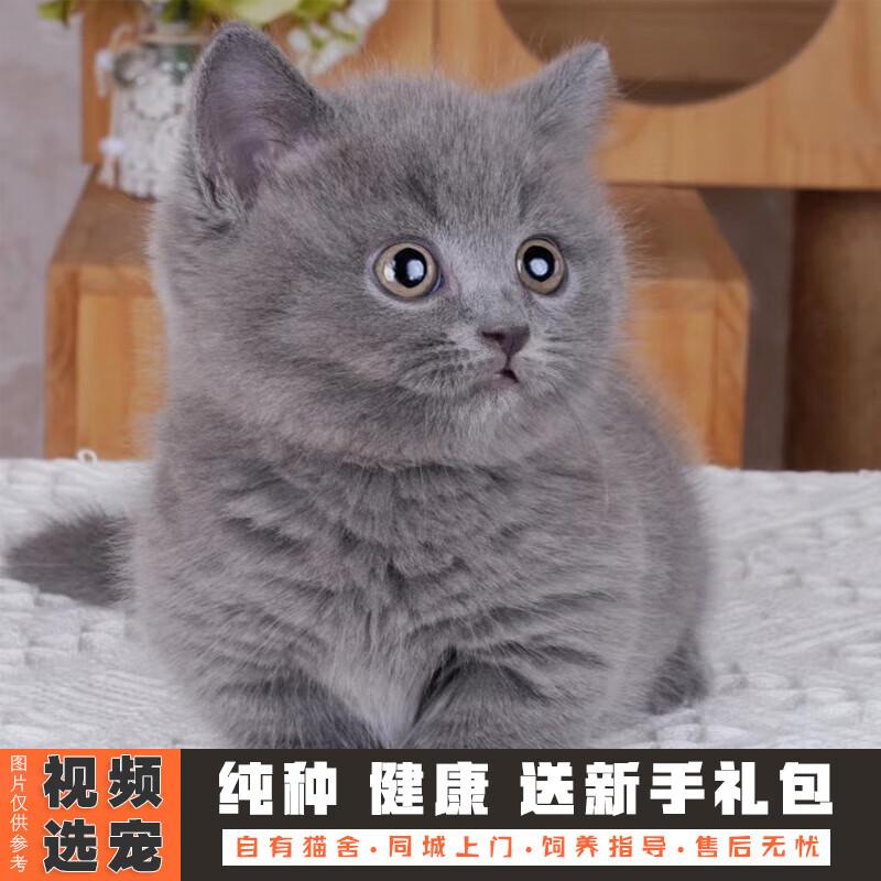 伊宠纯种英短蓝猫幼崽英国短毛猫矮脚小猫咪宠物猫咪活体幼猫 宠物级