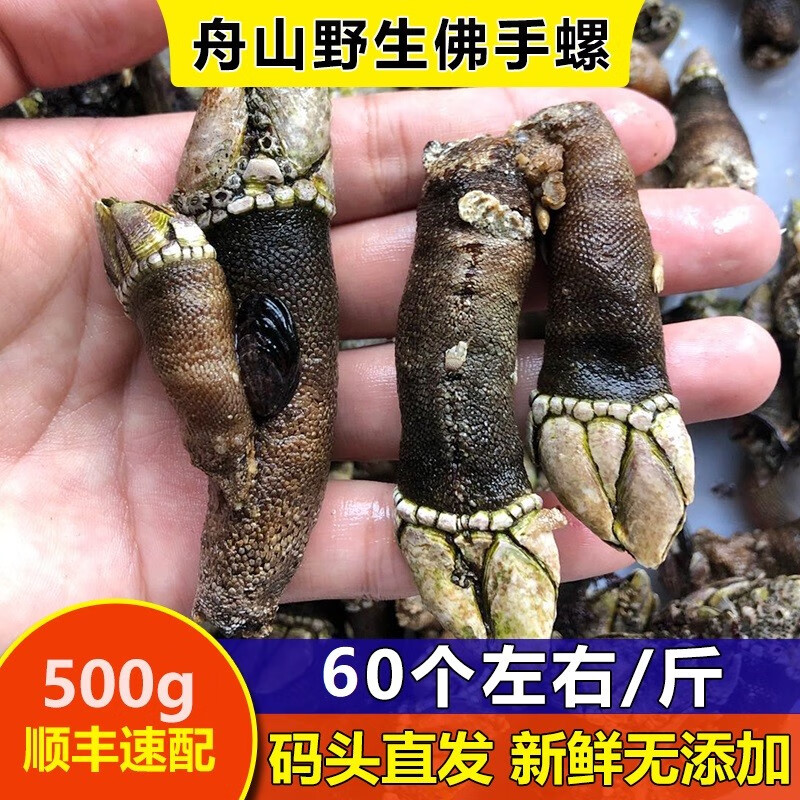 佛手螺海鲜 水产 鲜活新鲜特大狗爪螺鹅颈藤壶鸡爪螺舟山500g 佛手螺