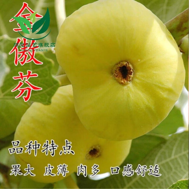 树苗波姬红特大带果四季盆栽地栽无花果苗当年结果 金傲芬(当年结果 )