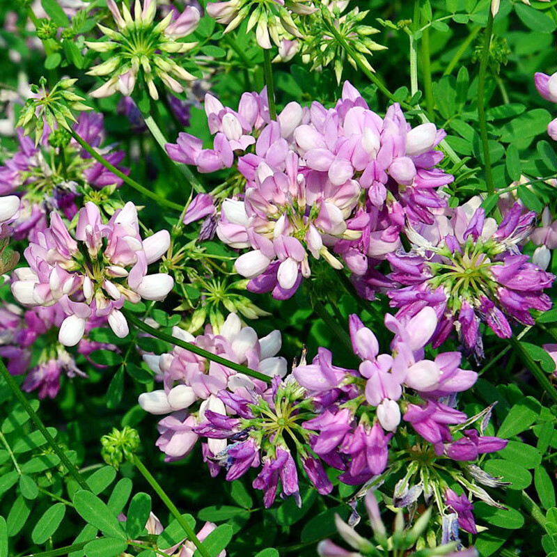 花草四季可播室外易种室内阳台盆栽花卉花庭院护坡草籽 小冠花1000粒