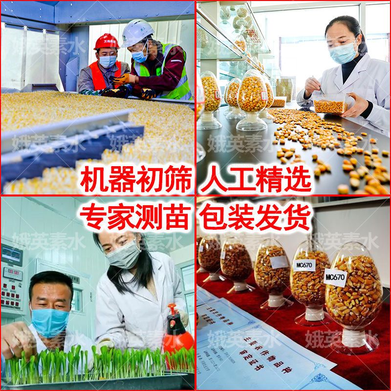 细辛国审高产玉米种子mc670矮杆抗倒伏大棒抗病抗旱抗高温角质粮 产量