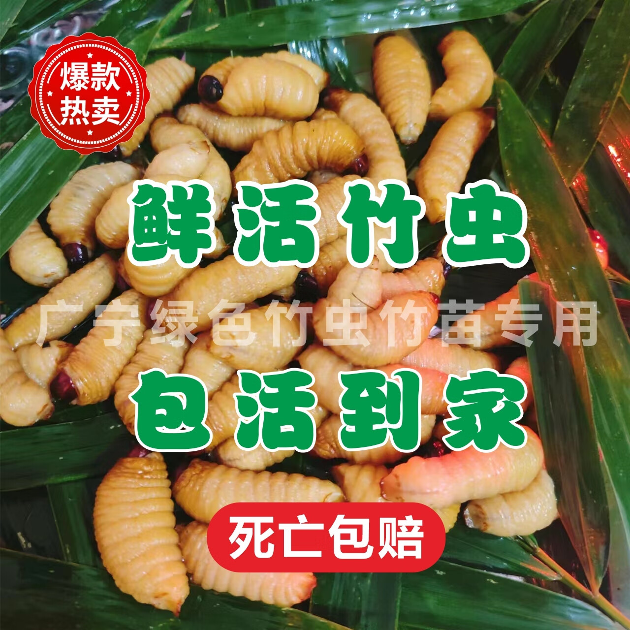 鲜活竹虫广宁竹虫皇竹虫竹笋虫活虫椰子虫发货包活 半斤活体大竹虫