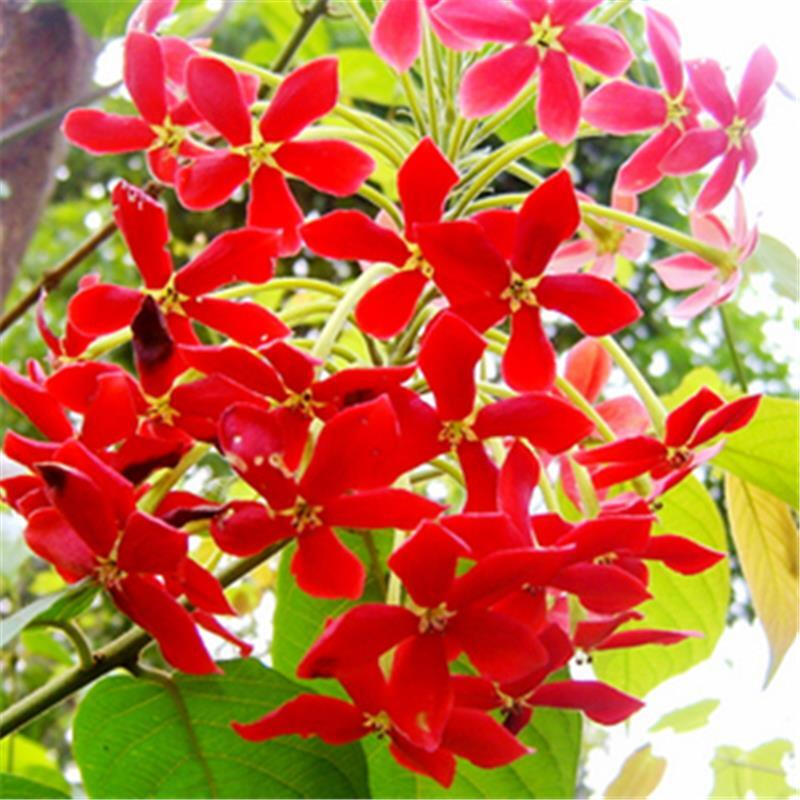 汉柠  攀援使君子花苗驱蚊虫香兰草盆栽植物五彩夜来香树苗藤本花卉