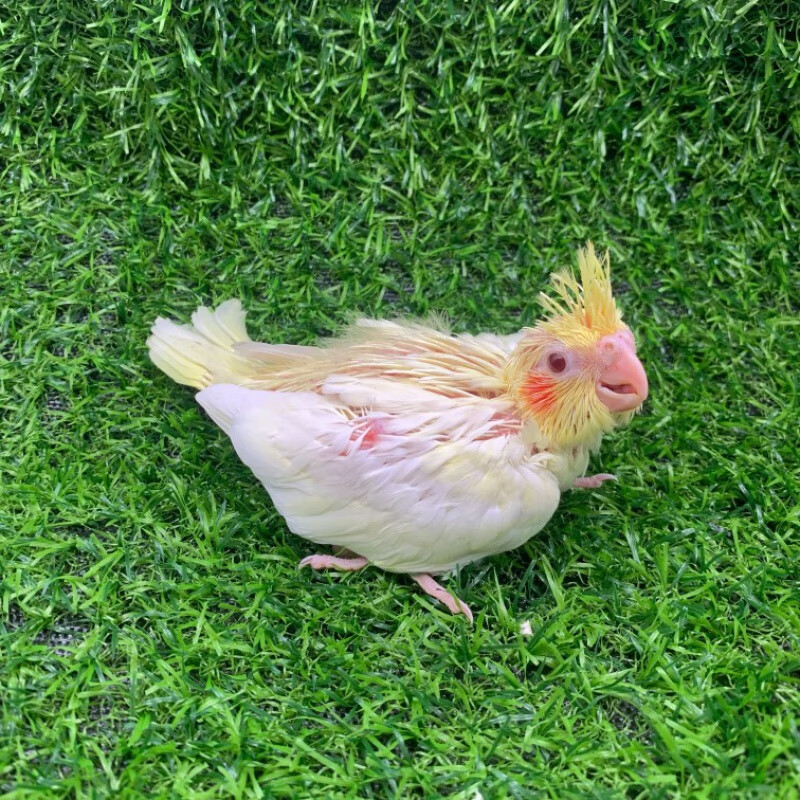 苗武云顺丰发货鸟活体黄化玄凤鹦鹉幼鸟雏鸟手养鸟桃脸面类牡丹虎皮