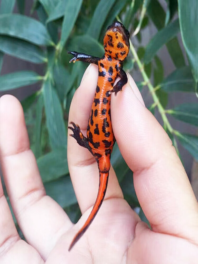冷水小火龙鱼冬天不加温不增氧网红宠物蝾螈爬行淡水观赏鱼 火龙鱼3条