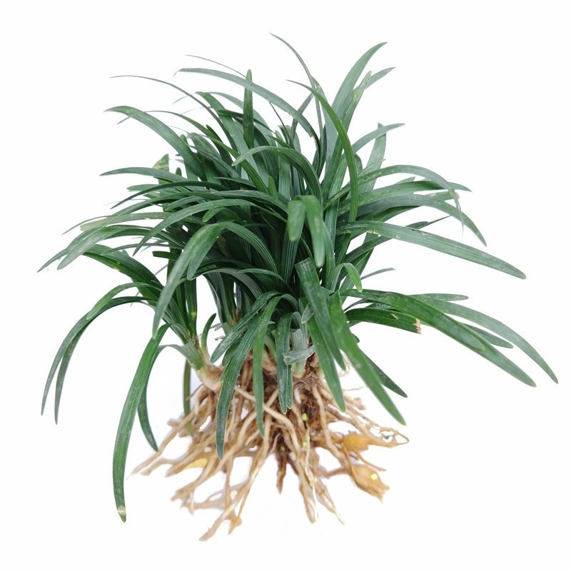 曼杉园(manshanyuan)麦冬草矮麦冬庭院玉龙草苗植物草坪马尼拉剪股颖