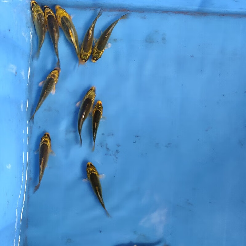 毛如意金松叶锦鲤鱼纯种日本活体观赏鱼风水鱼淡水鱼招财冷水鱼红白