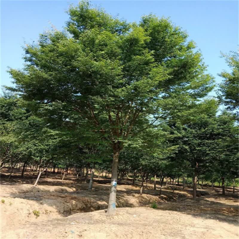 榉树15公分粗 原土球发货