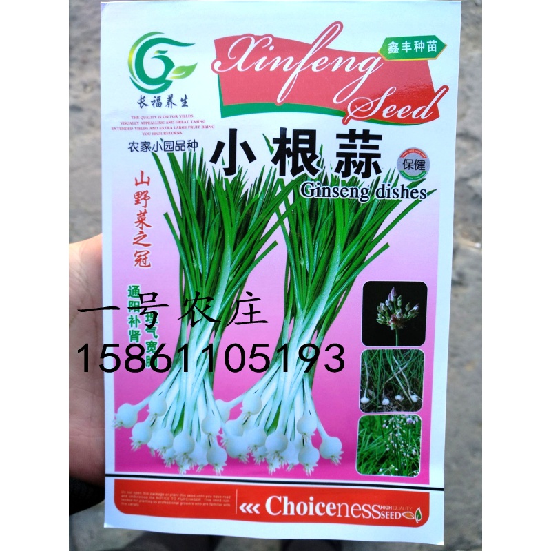小根蒜种子 野菜种子 野生薤白 野小蒜 山蒜 野葱 大蒜种籽 小根蒜原