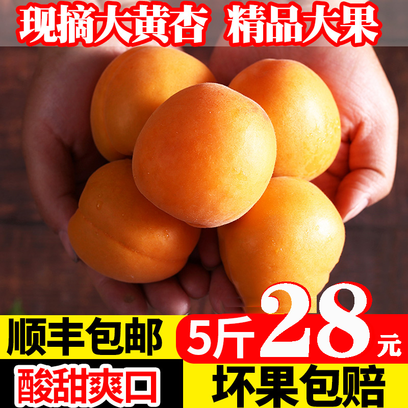 【顺丰现货】大黄杏 杏子 酸甜金太阳黄杏 当季新鲜水果 5斤