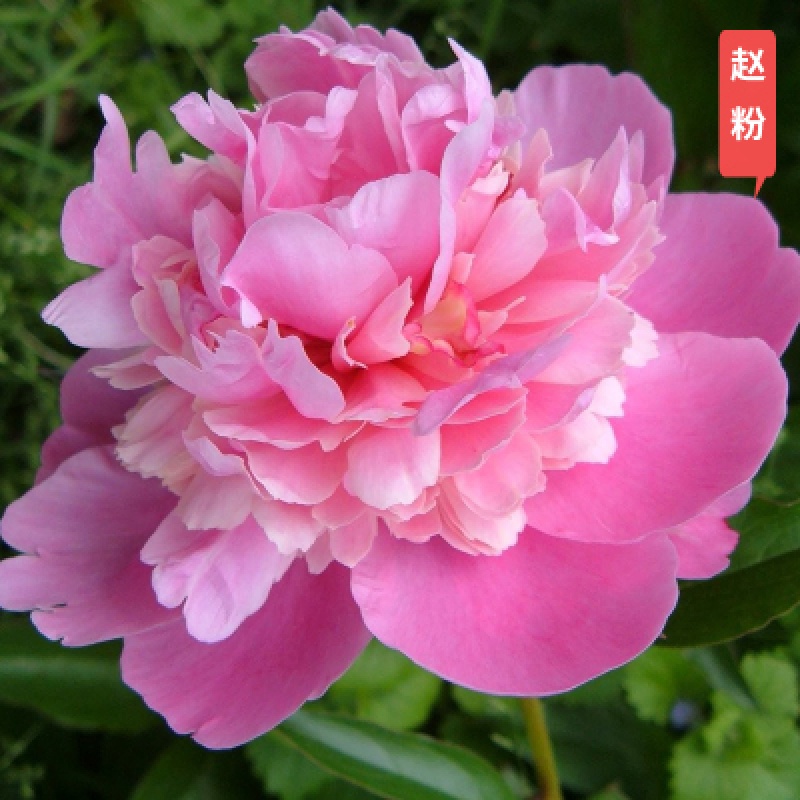 芍药根块四季盆栽花苗耐寒绿植适合冬天种的花卉室内庭院植物带花 s16