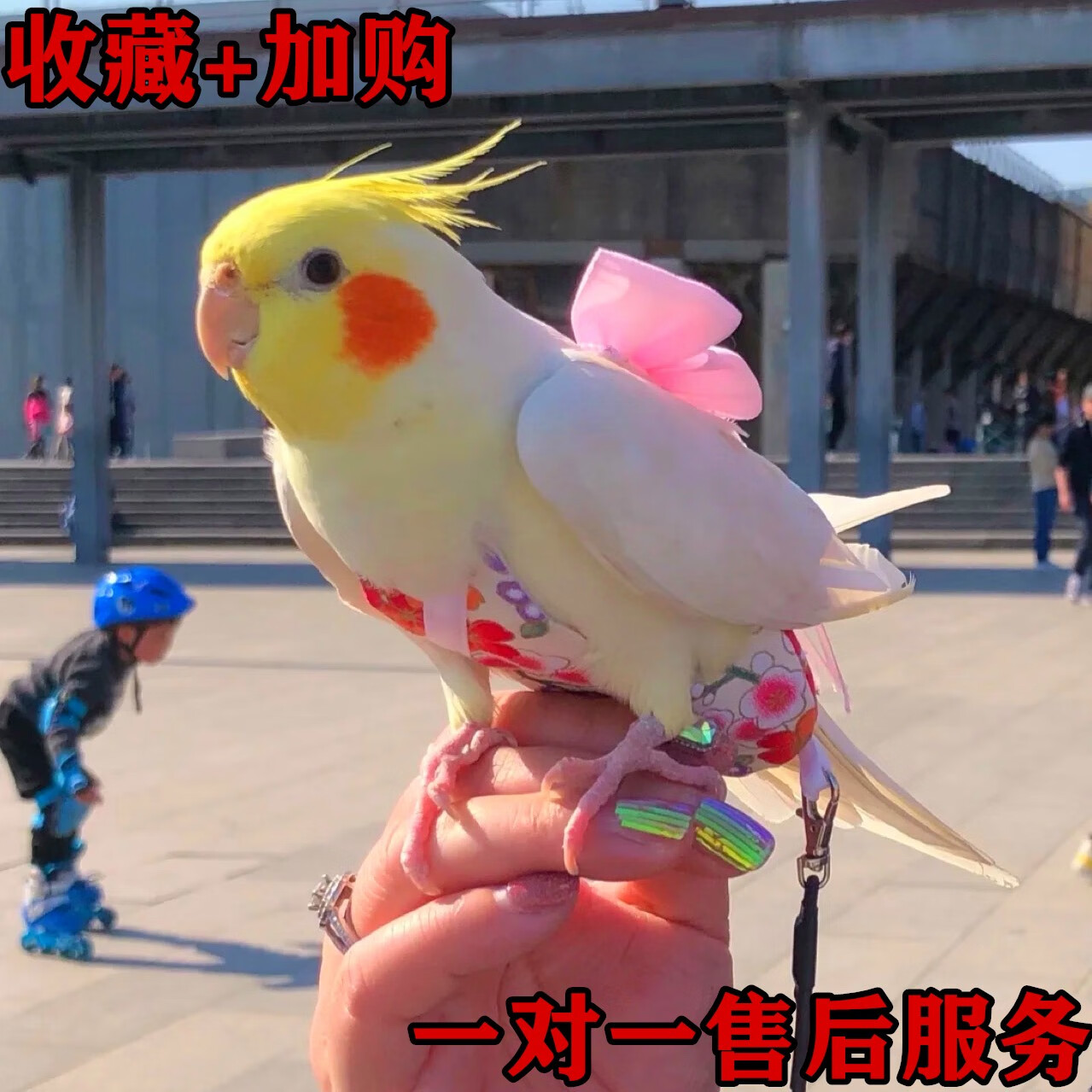 纯手养玄凤鹦鹉会说话虎皮鹦鹉会唱歌黄化幼鸟原始灰公母宠物 【纯手