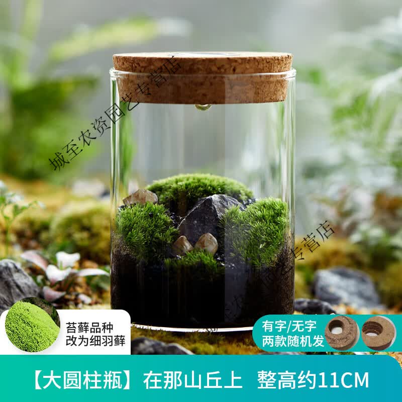 联能微景观生态瓶青苔苔藓微景观绿植物盆栽鲜活创意diy小盆景桌面摆 在那山丘上怎么看?