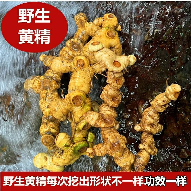贵州生黄精新鲜野生姜型黄精中药黄金药用老虎姜野生鸡头参野生黄