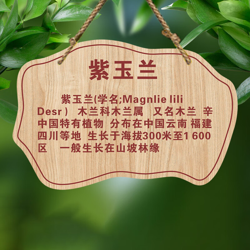 山顶松 花草标识牌 亚克力树牌挂牌 定制树名信息 名称介绍铭牌 景区